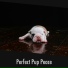 Calming Puppy Relaxation