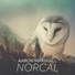 Aaron Marshall (Norcal)
