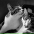 Cat Music Therapy, Cat Music, Music For Cats Peace