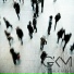 Shin hojin