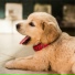 Sleep Music For Dogs, Calm Doggy, Pet Care Club