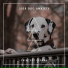 Dog Chill Out Music