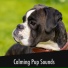 Calming Puppy Relaxation