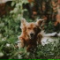 Dog Music, Music For Dogs, Dog Music Club