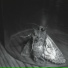 LUMINANCE PSYCHE
