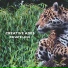 Creative Ades