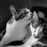 Cat Music Therapy, Cat Music, Music For Cats Peace