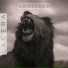 Lacera