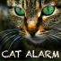 Cat Music by Hahaas Comedy