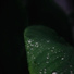 Lluvia PQ, Nature Sounds, Rain Sound Studio