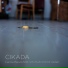 Cikada