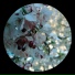 Fallow