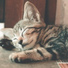 Baby Sleep, Zarobi, Sons da natureza HD