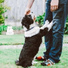 Dog Music, Relaxmydog, Music for Dog's Ears