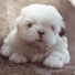 Sleepy Dogs, Music For Dogs Peace, Music For Dogs