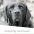 Relaxing Dog Music