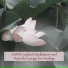 Guided Meditation
