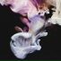 Simian Mobile Disco feat. Deep Throat Choir