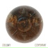 Colony