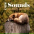 Relaxing Sounds of Nature