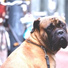 Relaxmydog, Music For Dogs, Calm Doggy