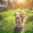Relaxmydog, Pet Care Club, Music For Dogs Peace