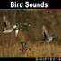 Digiffects Sound Effects Library