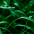 LIVW