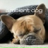 The Dog Relaxer