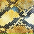 The Amazing Snakeheads