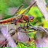 Cronobug