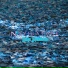 Blue Necturn