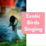 7 Birds of Joy