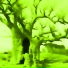Neon Baobab