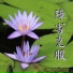 尺八 フルート Sakano