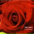 Tim Janis