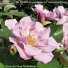Music for Deep Meditation
