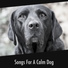 Calming Dog Relaxation