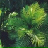 Rain Sound Plus, Rain Forest FX, Rainforest Sounds