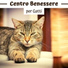 Gatto Matto