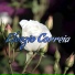 Elvezio Correia