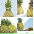 pineapple tours