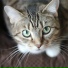 Cat Music, Music For Cats, Music for Cats Deluxe