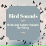 Bird Songs Nature Music Specialists