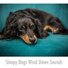 Dog Chill Out Music
