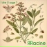 ЯRacine