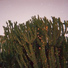 11. Mendozza