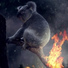 JP Koala