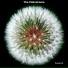 The Palindrome