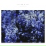 Alcon Blue